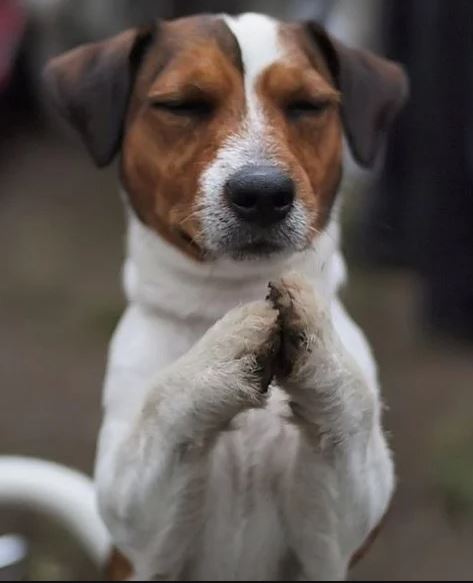 Dog Praying