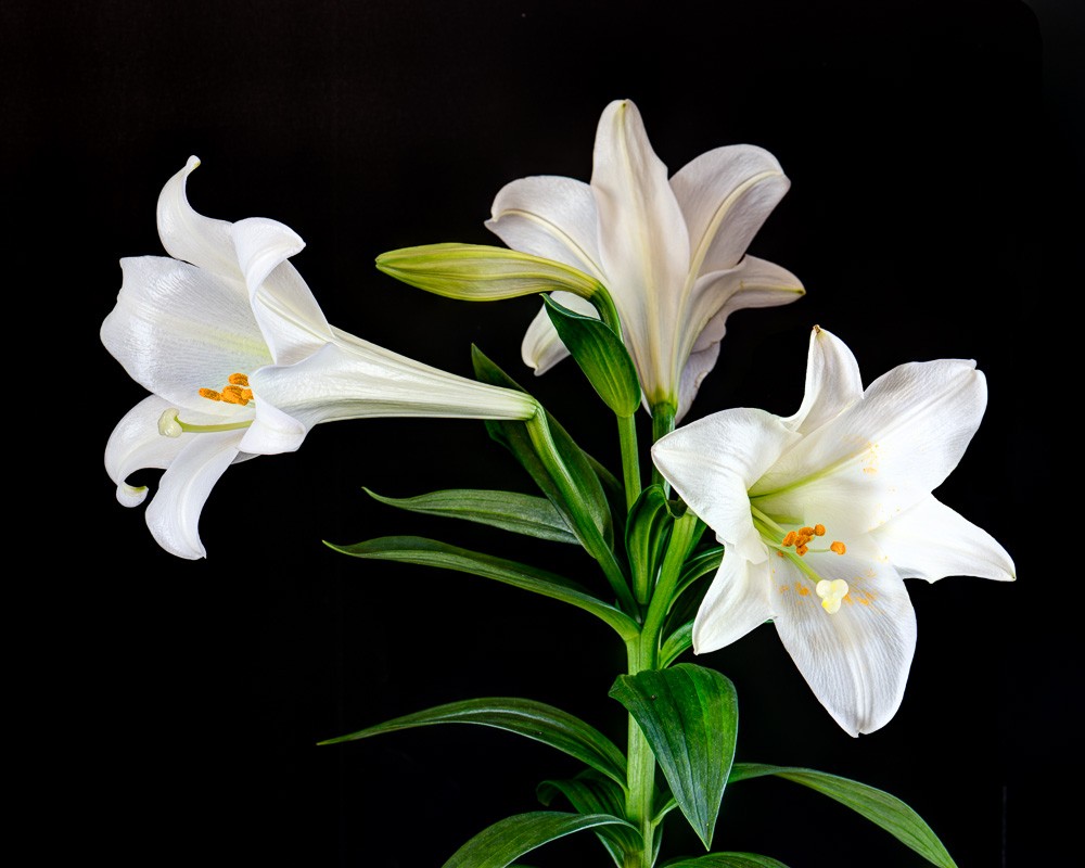 Easter Lily