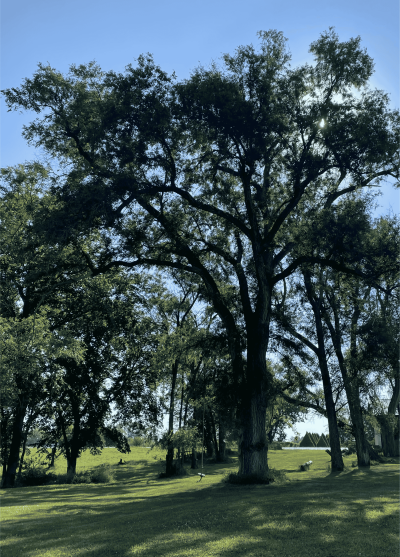 Trees