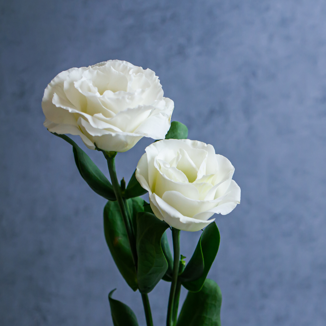 White Roses